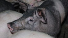 Gros plan sur une tête de porc charcutier au milieu des autres porcs