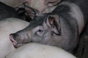 Gros plan sur une tête de porc charcutier au milieu des autres porcs