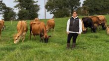 Une éleveuse au milieu de vaches de race Jersiaise au pâturage