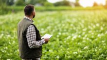 Un homme de dos avec une tablette à la main dans un champ