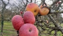 Des pommes sur un pommier
