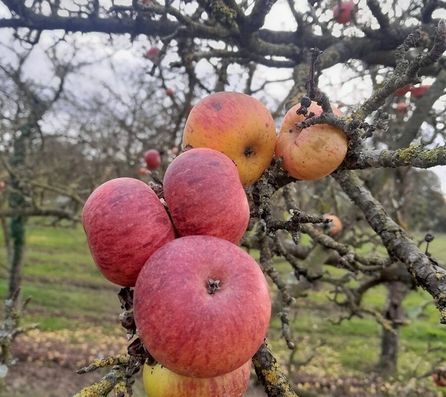 Des pommes sur un pommier - Illustration Pomme : Tous les vergers ne sont pas encore récoltés