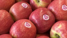 Des pommes pink lady