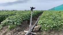 Système d'irrigation dans un champ de légumes