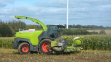 Une ensileuse au travail dans un champ de maïs
