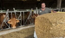 Une personne devant une balle de maïs enrubanné avec des vaches au cornadis derrière