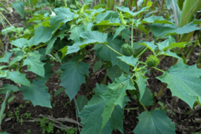 Gros plan sur des bogues de datura