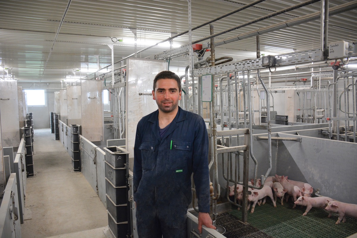 Un homme dans un bâtiment d'élevage de porcs avec des porcelets en cases maternité - Illustration Post-sevrage: une période clé de l’élevage