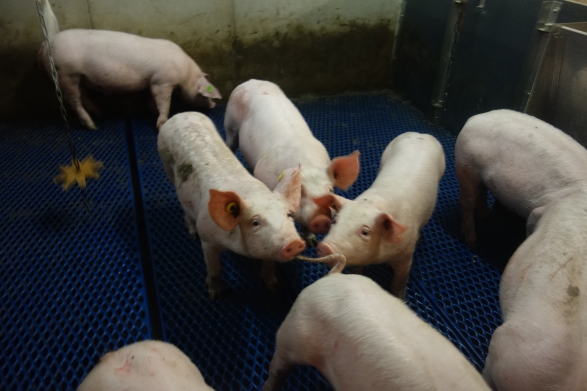 Des cochons dans une case dont un qui mord la queue de l'autre - Illustration Le risque de caudophagie se concentre en PS