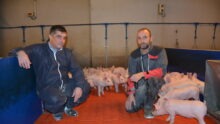 deux hommes accroupis au milieu de porcelets dans une case de post-sevrage