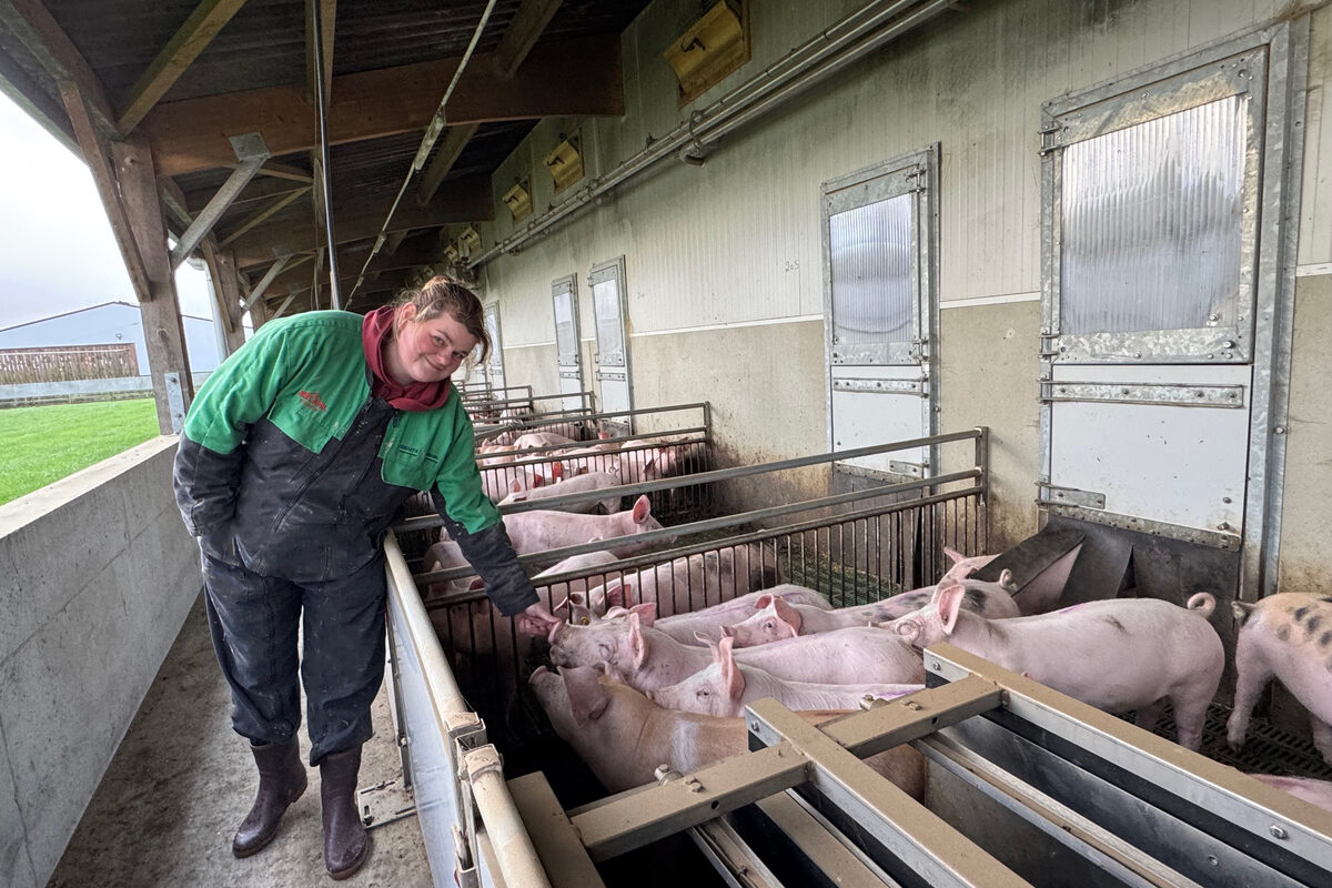 Une femme avec des porcelets dans un élevage de porcs au bâtiment ouvert - Illustration Dedans ou dehors, les porcelets se promènent et poussent