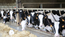 Des vaches au cornadis dans un bâtiment d'élevage bovin