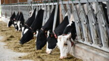 Des vaches au cornadis dans une étable