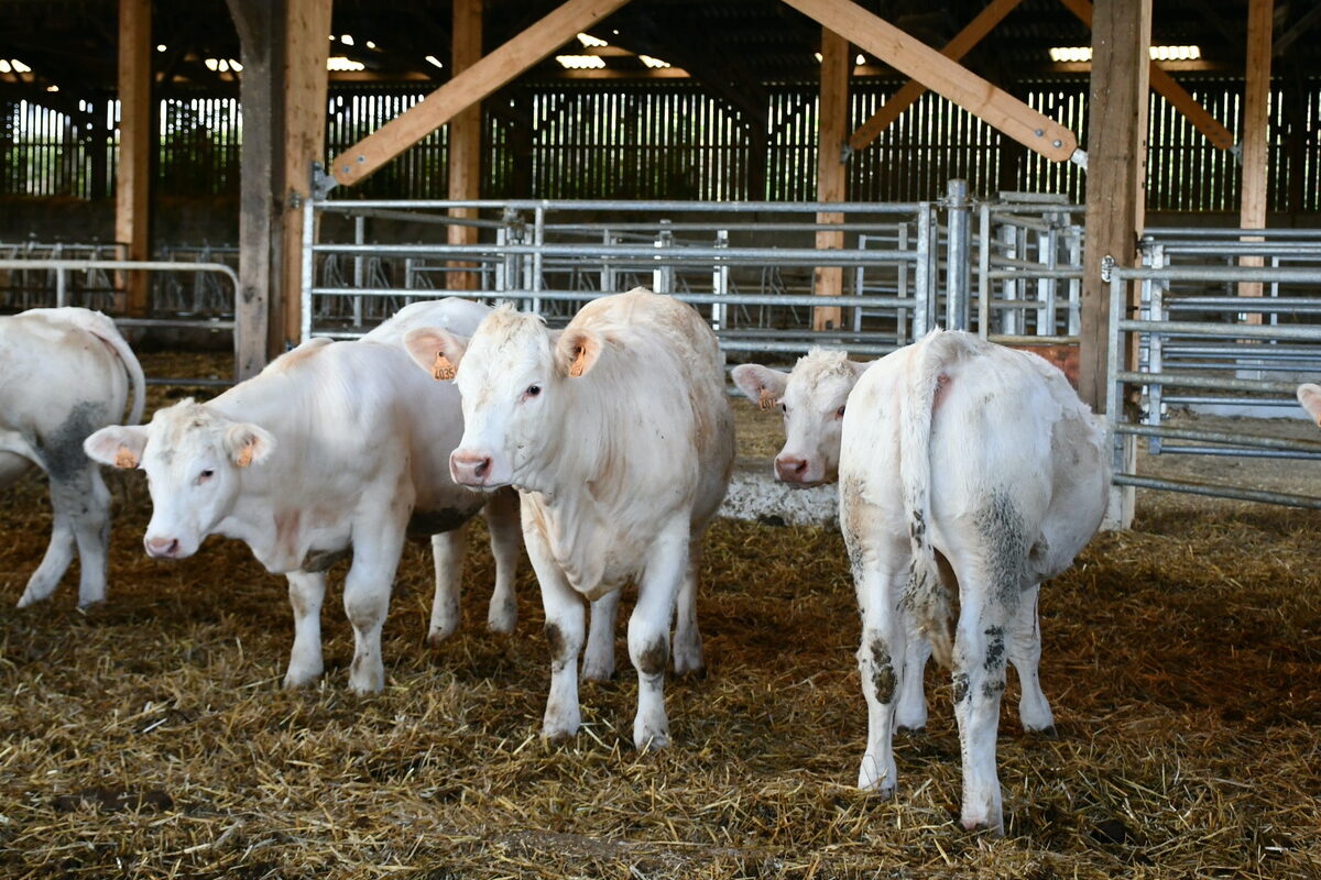 jeunes animaux charolais dans un bâtiment - Illustration Le génotypage complet élargi en Charolaise