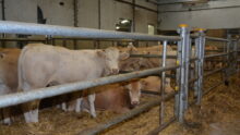 broutards dans un centre d'allotement
