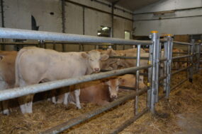 broutards dans un centre d'allotement