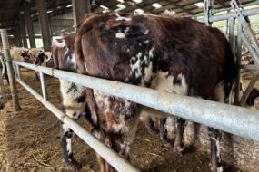 Une vache dans un bâtiment d'élevage