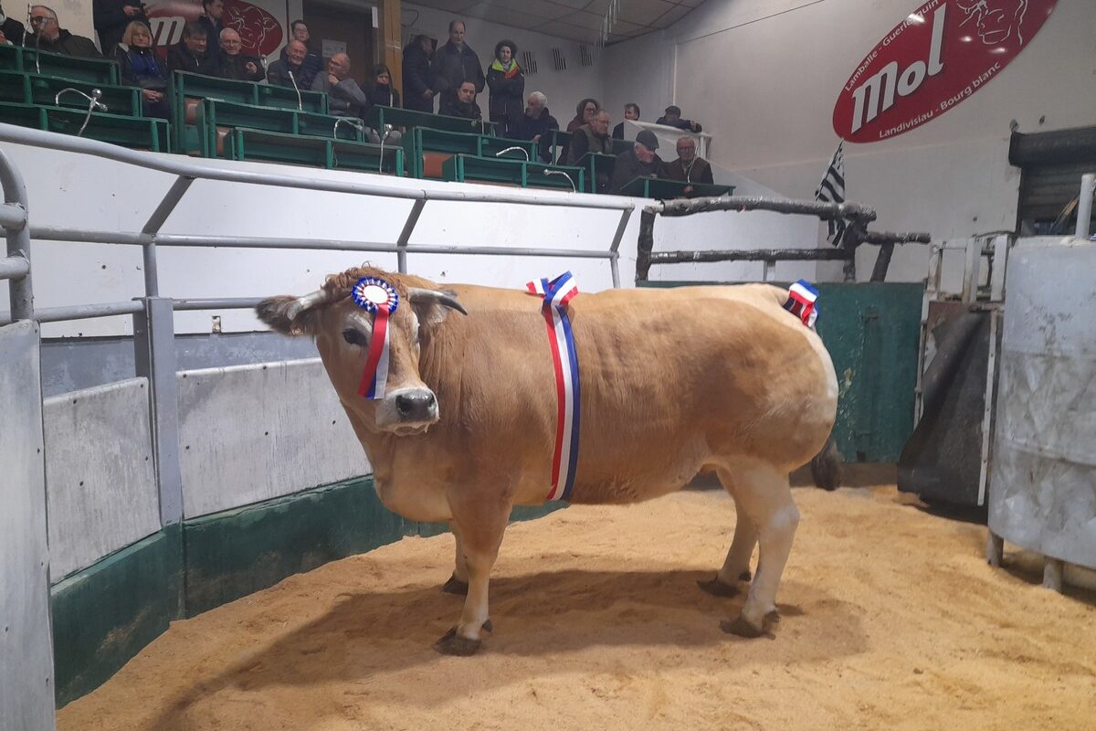Une vache avec des rubans bleu blanc rouge dans un parc dans dans un marché organisé - Illustration Prix records  au Festival de la viande