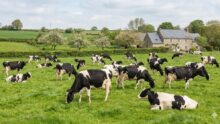 Des vaches broutent dans un champ avec un paysage et bocage et une habitation en pierre derrière