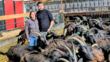 Un couple au milieu des chèvres dans un bâtiment d'élevage caprin