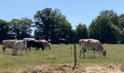 vaches jersaises et kiwis au pâturage