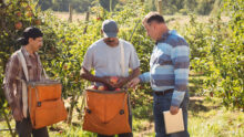 Un agriculteur qui discute avec ses salariés dans un champ de pommier