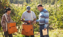 Un agriculteur qui discute avec ses salariés dans un champ de pommier