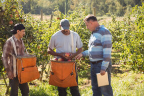 Un agriculteur qui discute avec ses salariés dans un champ de pommier