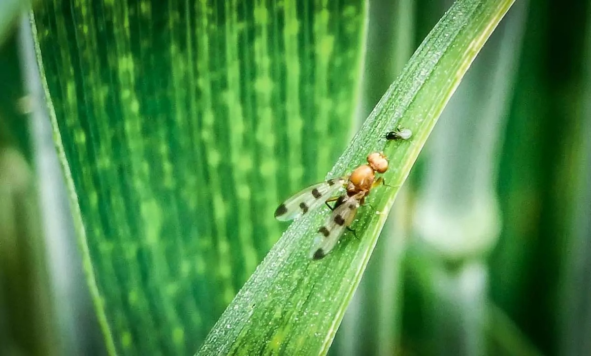 Une mouche geomyze posée sur une feuille de maïs - Illustration Tenter de mieux connaître la géomyze