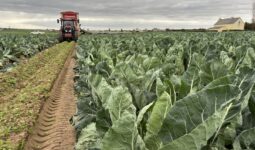 Un champ de chou-fleur avec un tracteur au milieu d'un rang