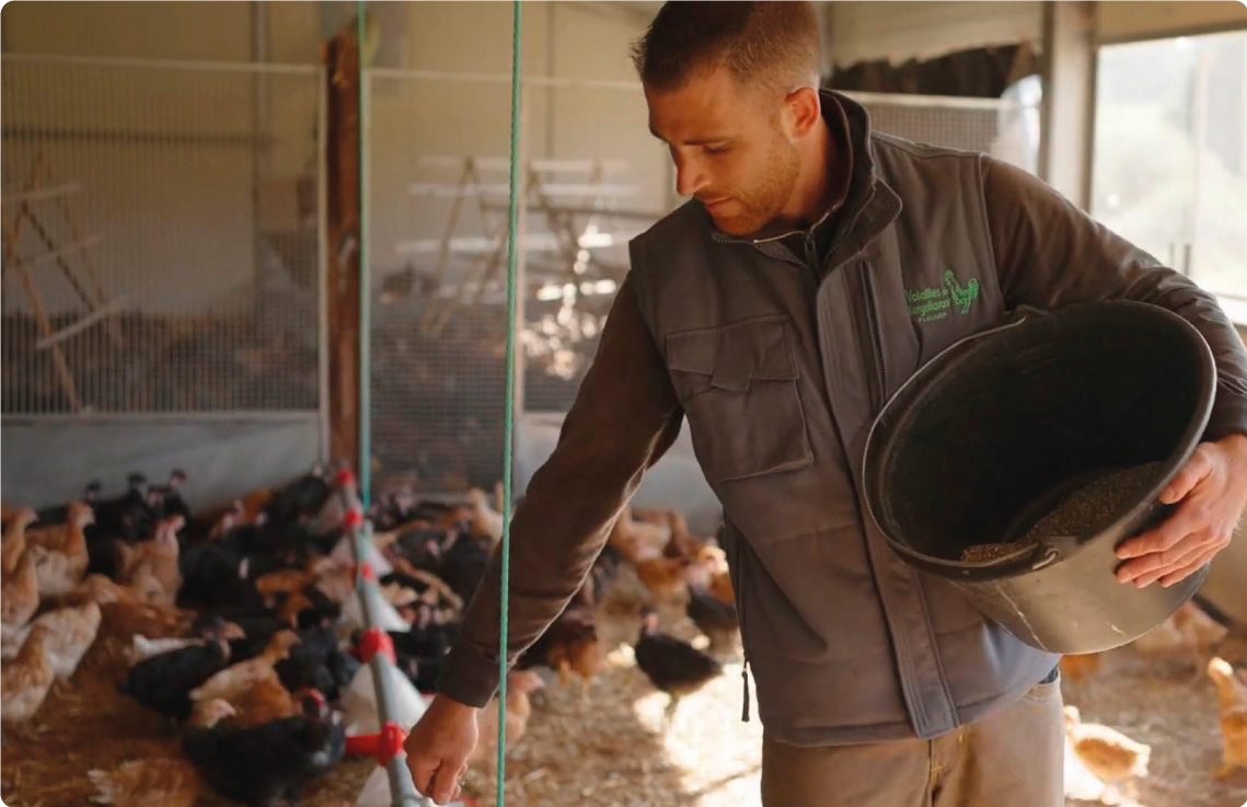 Un homme avec un seau dans la main nourrit des poules dans un bâtiment - Illustration Volailles de fête