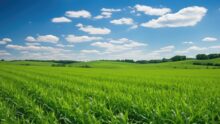 Un immense champ de maïs avec un ciel très bleu et quelques nuages blancs éparpillés