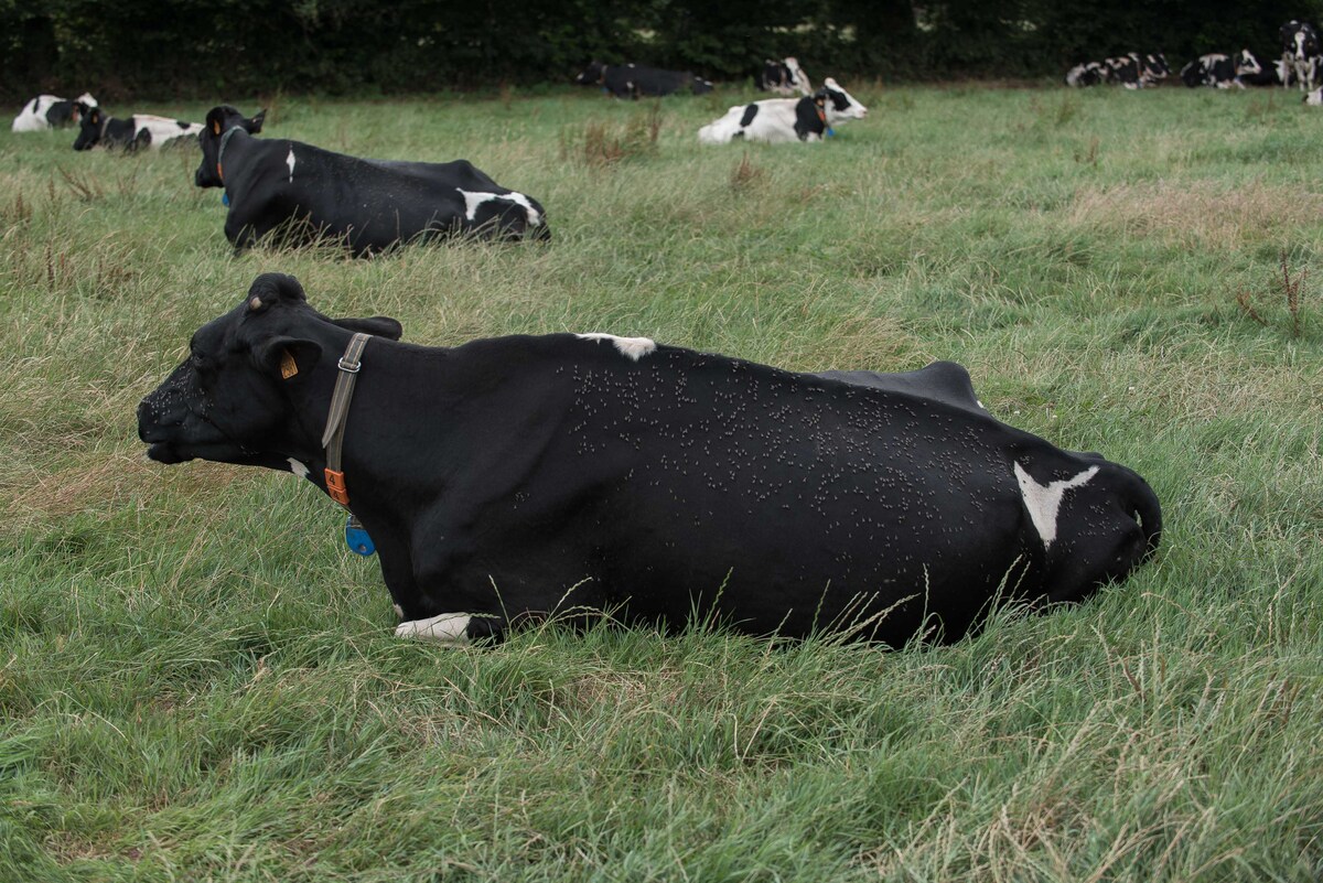 Des mouches posées sur une vache de race Prim'Holstein - Illustration Situation sanitaire en filière bovine : La Bretagne, indemne de DNC mais inquiète