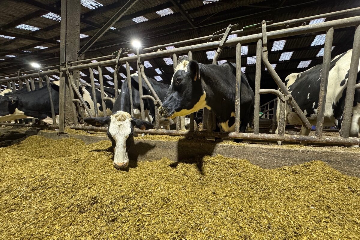 Deux vaches de race Holstein en train de manger une ration à base de maïs ensilage - Illustration Des maïs ensilages  bien couverts pour l’hiver