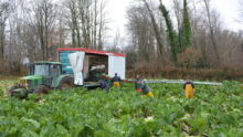 Un groupe de personnes en train de récolter des choux-fleurs