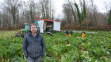 Un homme dans un champ de choux-fleurs avec une équipe qui les ramassent derrière