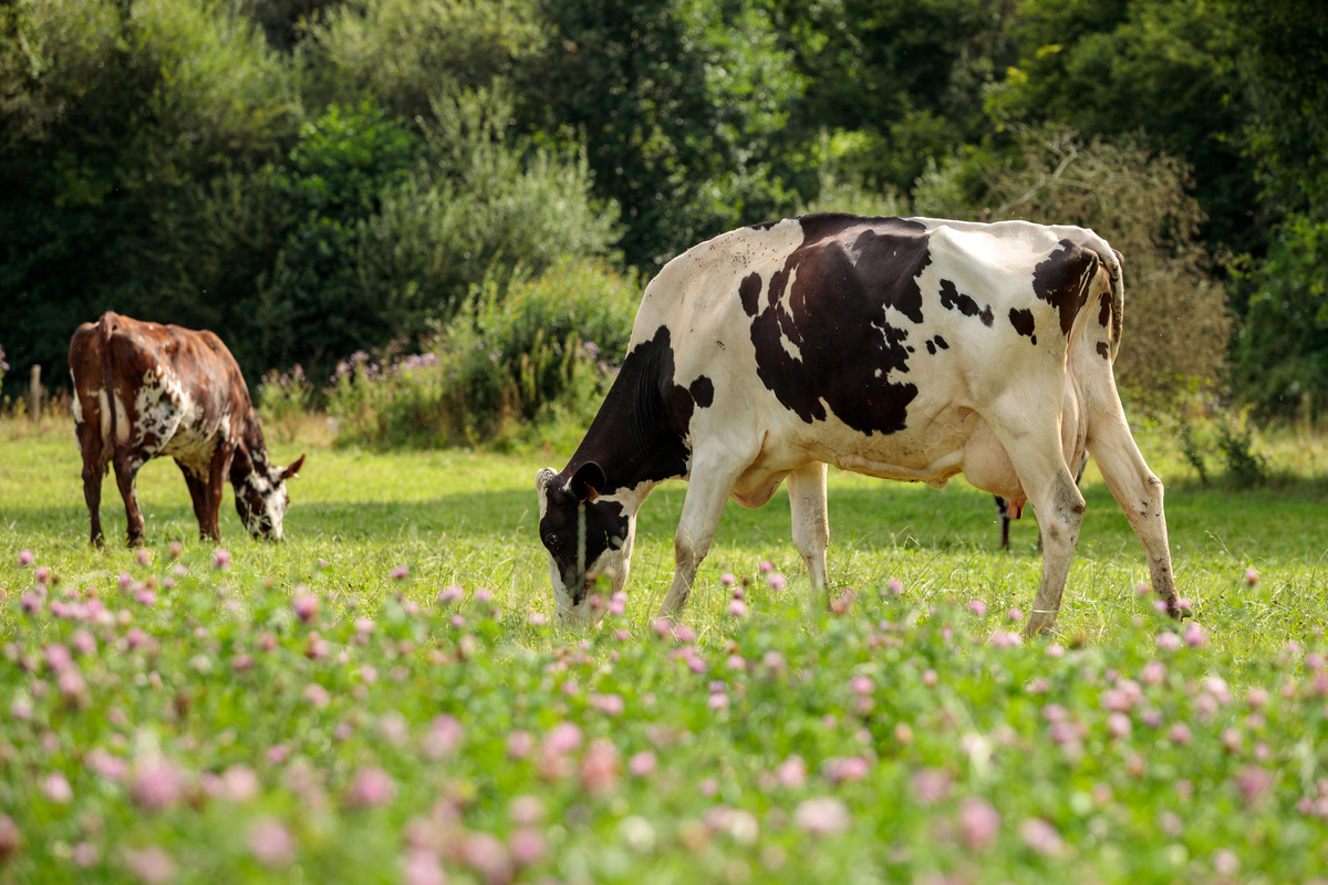 Des vaches laitières dans un champ de trèfle - Illustration Réglementation : effectifs ICPE et bandes enherbées