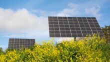 Une installation agrivoltaïque dans un champ de colza