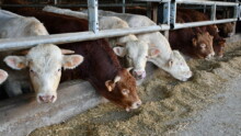 taurillons limousins et charolais à l'auge