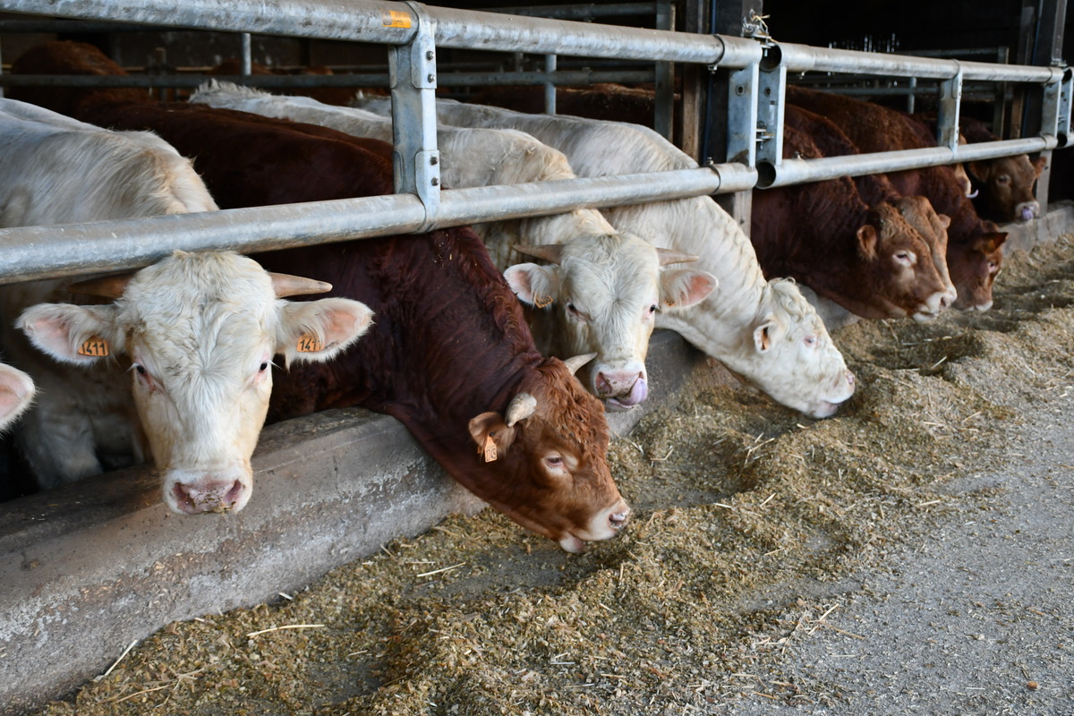 taurillons limousins et charolais à l'auge - Illustration Des rations riches en amidon pour l&rsquo;engraissement en Italie
