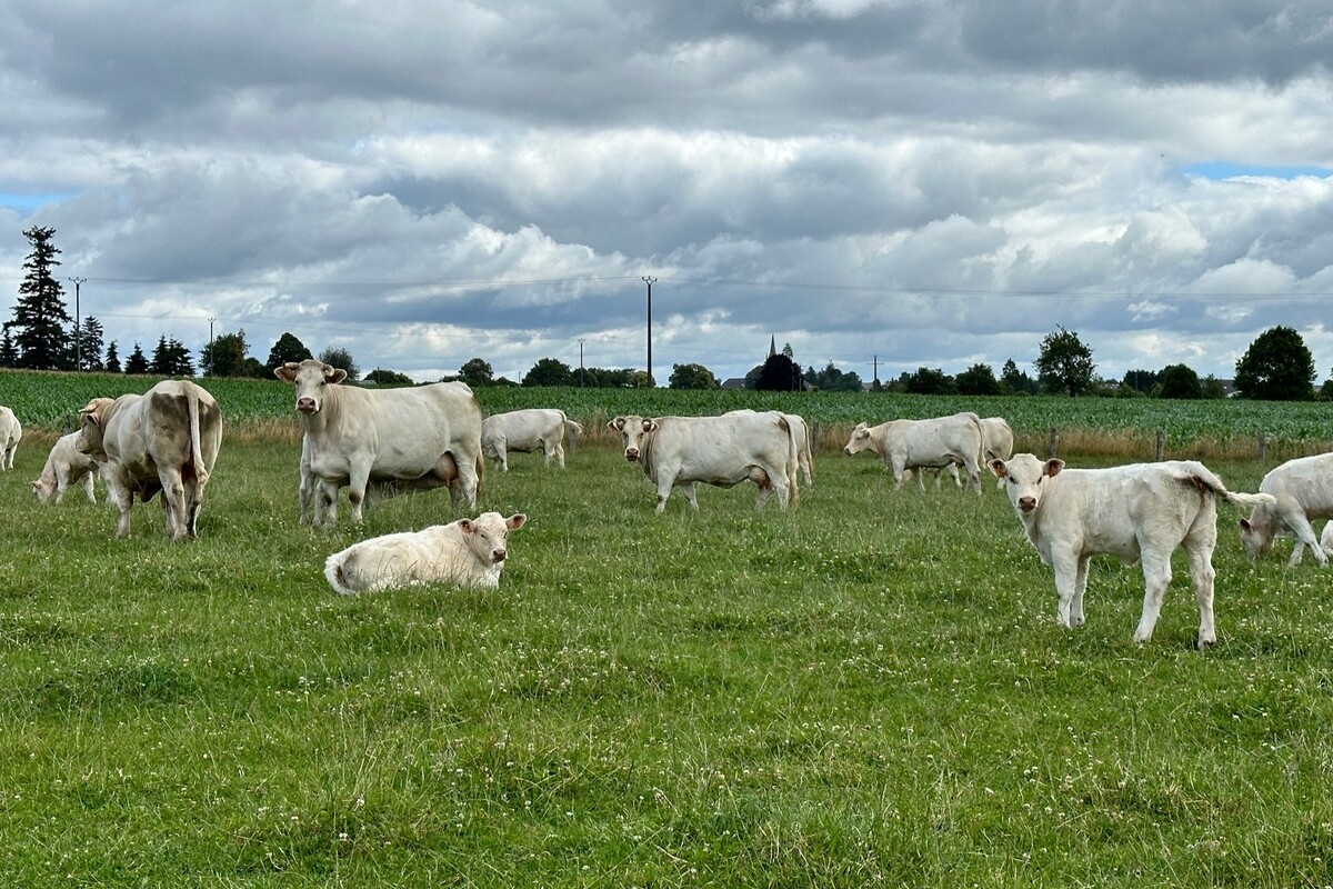 Des charolaises dans une prairie - Illustration Herbe et mouvement : le secret d’une meilleure viande ?