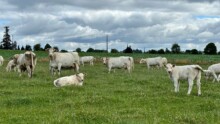 Des charolaises dans une prairie