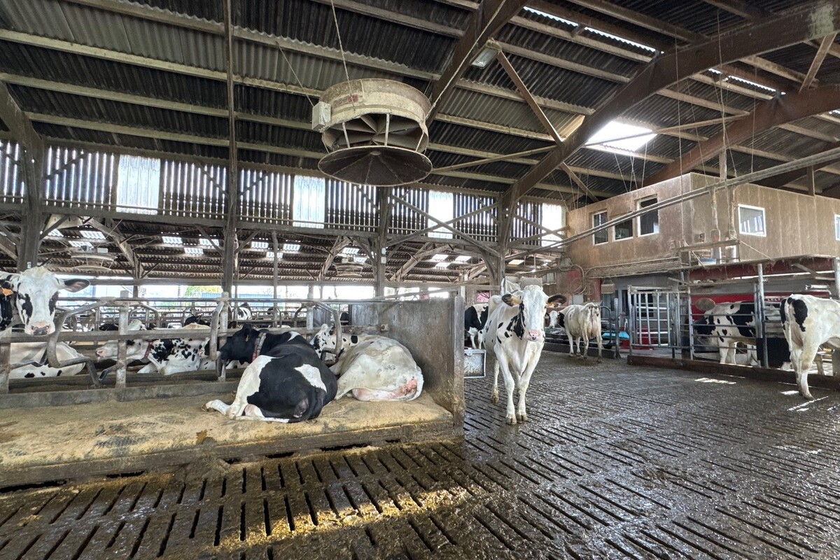 Des vaches dans une étable en logettes sur sol caillebotis. - Illustration Du confort au profit de la production laitière