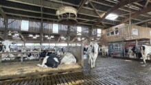 Des vaches dans une étable en logettes sur sol caillebotis.