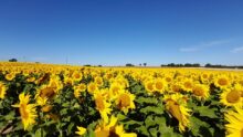 Un champ de tournesol