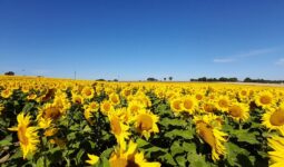 Un champ de tournesol