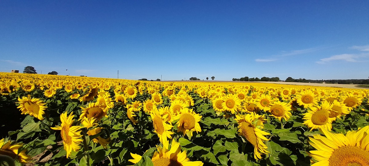Un champ de tournesol - Illustration Campagne 2026 : L’opportunité des cultures de printemps 