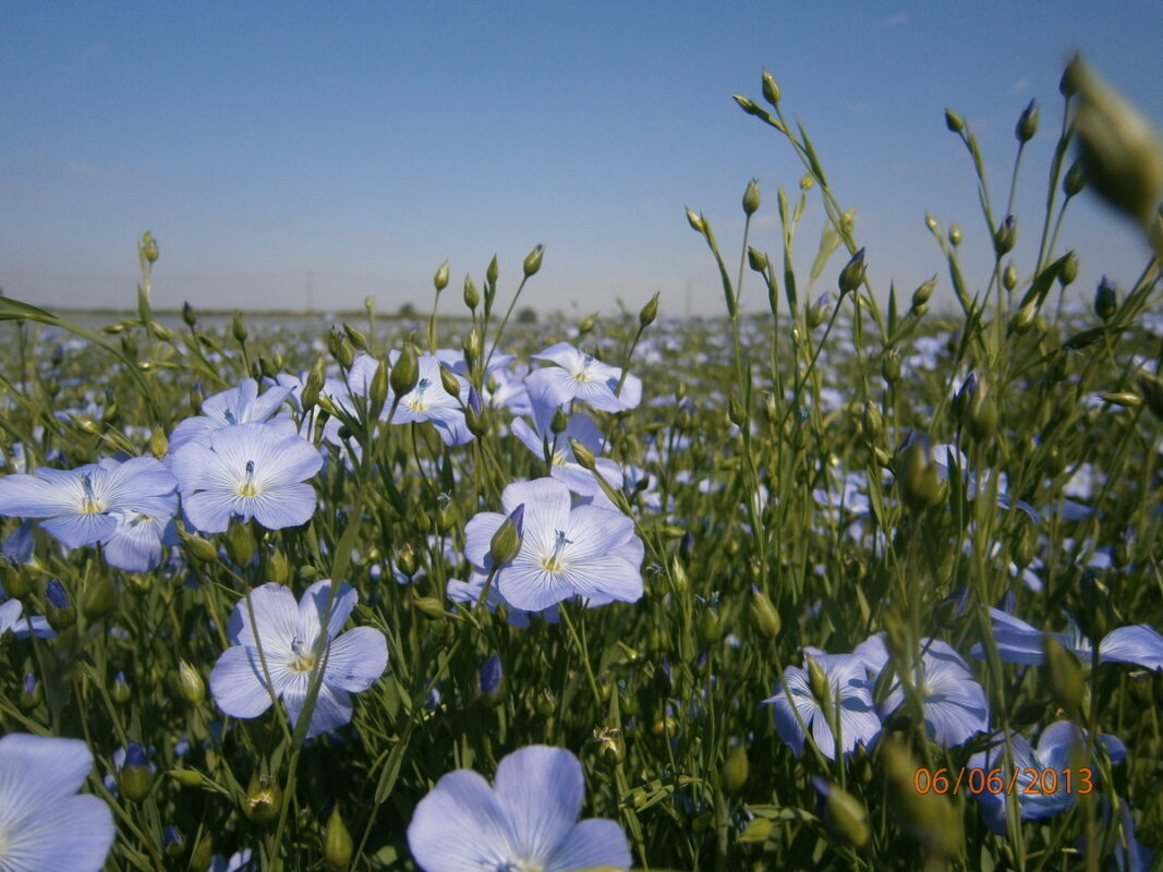 Lin de printemps : semer au bon moment pour sécuriser rendement et qualité.