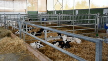 Des veaux laitiers dans des cases paillées collectives