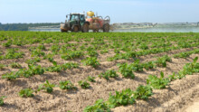 Un tracteur en train de traiter dans un champ de pomme de terre